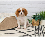Small #6 Cavalier King Charles Spaniel