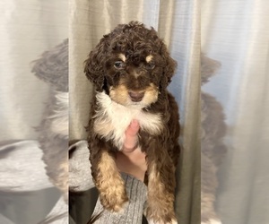Bernedoodle Puppy for sale in VACAVILLE, CA, USA