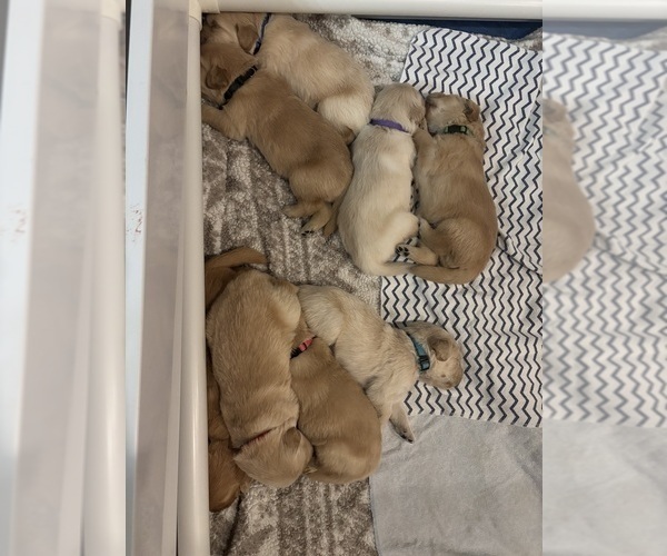 Medium Photo #3 Golden Retriever Puppy For Sale in PHOENIX, AZ, USA