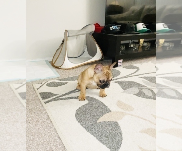 Medium Photo #38 French Bulldog Puppy For Sale in DAVIE, FL, USA