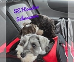 Small Photo #5 Schnauzer (Miniature) Puppy For Sale in HOUSTON, TX, USA
