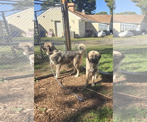Medium Photo #6 Great Pyrenees-Unknown Mix Puppy For Sale in Rustburg, VA, USA