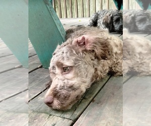 Cockapoo (Miniature) Puppy for sale in BALTIMORE, MD, USA
