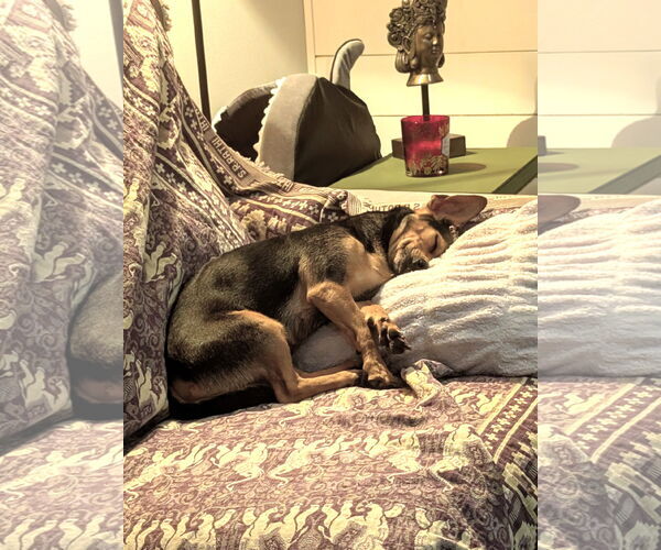 Medium Photo #2 Chiweenie Puppy For Sale in St. Louis Park, MN, USA