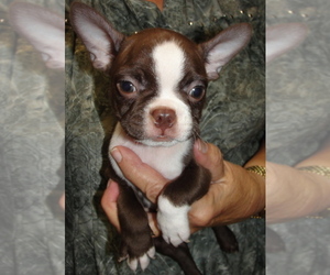 Boston Terrier Puppy for sale in BEND, OR, USA