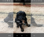 Small Photo #3 F2 Aussiedoodle Puppy For Sale in SILOAM SPRINGS, AR, USA