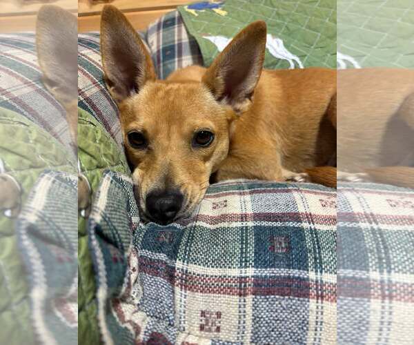 Medium Photo #1 Mutt Puppy For Sale in Shelburne, VT, USA