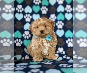 Maltipoo Puppy for sale in LINCOLN UNIVERSITY, PA, USA