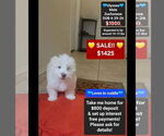 Small Havanese-Zuchon Mix