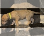 Small #5 Great Dane