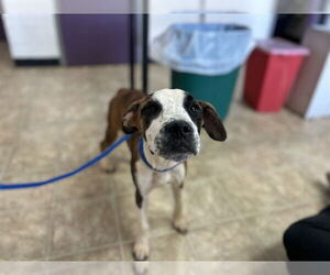 American Staffordshire Terrier-Unknown Mix Dogs for adoption in Raleigh, NC, USA