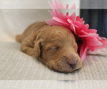 Small Photo #1 Goldendoodle Puppy For Sale in FORT MYERS, FL, USA