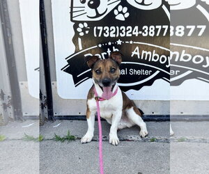 Jack Chi Dogs for adoption in Perth Amboy, NJ, USA