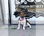 Russell - Male Jack Chi Dog for Adoption - Small photo