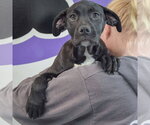Small #5 American Staffordshire Terrier Mix