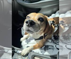 Murphy-ADOPTED - Male Beagle-Unknown Mix Dog for Adoption - Photo #2