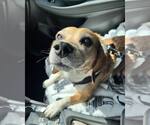 Small #1 Beagle Mix