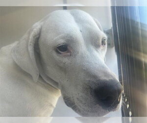 Labrador Retriever-Unknown Mix Dogs for adoption in Houston, TX, USA
