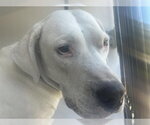 PUP F - Female Labrador Retriever-Unknown Mix Dog for Adoption - Small photo