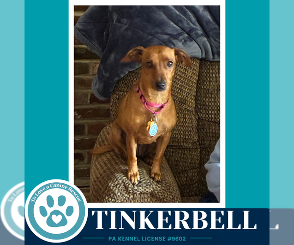 Medium Photo #2 Chiweenie Puppy For Sale in Kimberton, PA, USA