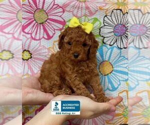 Poodle (Toy) Puppy for sale in WINNSBORO, LA, USA