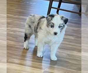 Australian Shepherd Puppy for Sale in BERESFORD, South Dakota USA