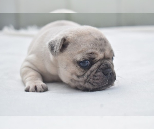 Medium Photo #4 Pug Puppy For Sale in PALM COAST, FL, USA