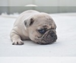 Maple - Female Pug Puppy for Sale - Photo #4