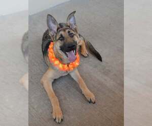German Shepherd Dog-Unknown Mix Dogs for adoption in McKinney, TX, USA