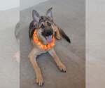Small German Shepherd Dog Mix