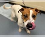 Small #1 American Pit Bull Terrier-Labrador Retriever Mix