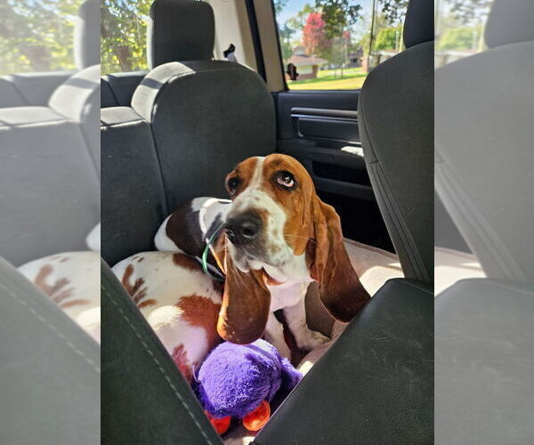 Medium Photo #2 Basset Hound Puppy For Sale in MARION, IN, USA