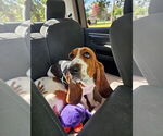 Eleanor Mabel - Female Basset Hound Puppy for Sale - Photo #2