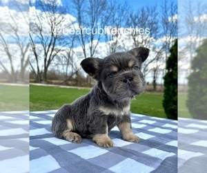 French Bulldog Puppy for sale in FRANKLIN, IN, USA