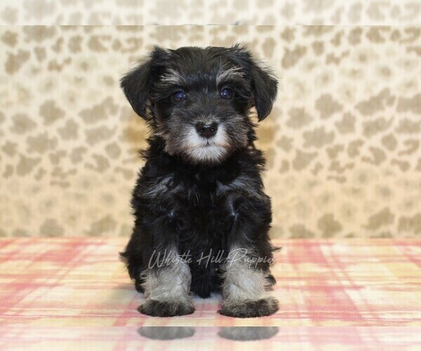 Medium Photo #3 Schnauzer (Miniature) Puppy For Sale in DENVER, PA, USA