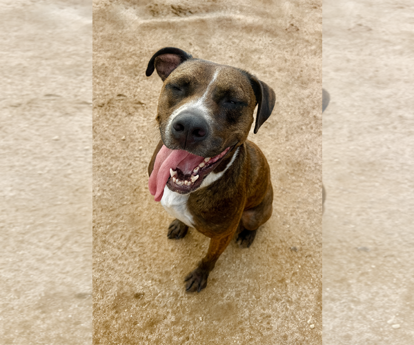 Medium Photo #3 Boxer-Unknown Mix Puppy For Sale in Phoenix, AZ, USA