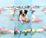 Small #4 Shih Tzu