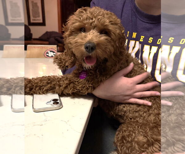 Medium Photo #3 Cock-A-Poo Puppy For Sale in St. Louis Park, MN, USA