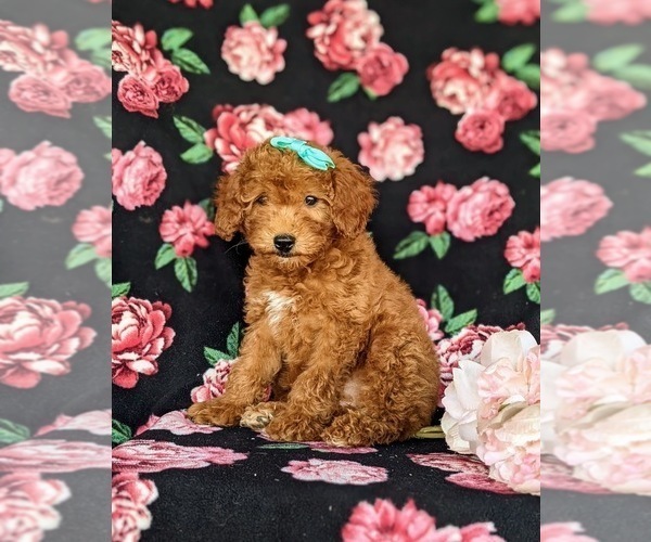 Medium Photo #10 Goldendoodle (Miniature) Puppy For Sale in KIRKWOOD, PA, USA