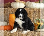 Small Photo #4 Bernedoodle Puppy For Sale in MANHEIM, PA, USA