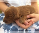Small Photo #1 Golden Mountain Doodle  Puppy For Sale in KALISPELL, MT, USA