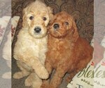 Small Photo #21 Goldendoodle Puppy For Sale in LINCOLN, AL, USA