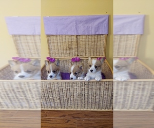 Pembroke Welsh Corgi Puppy for sale in LUTHER, MI, USA