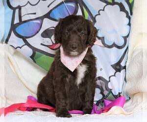 Goldendoodle Puppy for sale in FREDERICKSBG, OH, USA