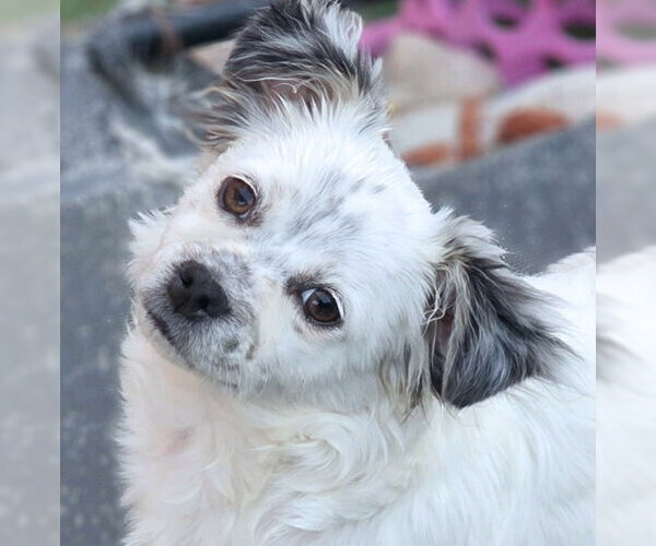 Medium Photo #4 Chiranian Puppy For Sale in Chino Hills, CA, USA