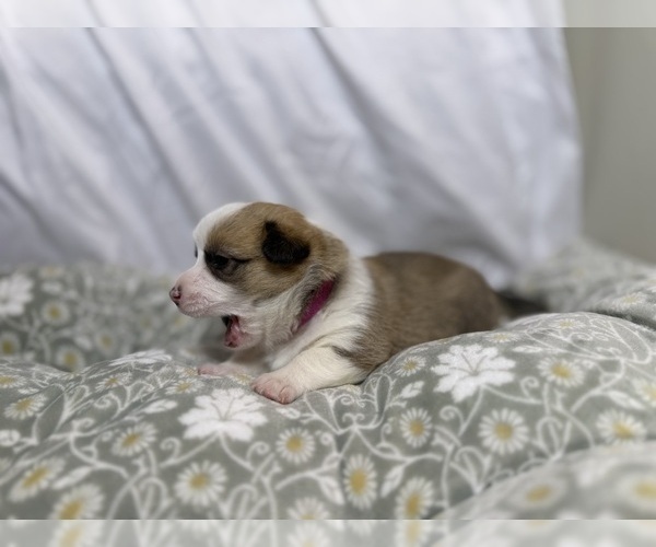 Medium Photo #4 Pembroke Welsh Corgi Puppy For Sale in GRAND RAPIDS, MI, USA