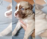 Small Photo #3 Black Mouth Cur-Labrador Retriever Mix Puppy For Sale in DUNNELLON, FL, USA