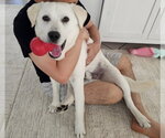 Small #1 Labrador Retriever Mix