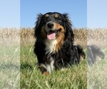 Small Photo #1 Australian Shepherd Puppy For Sale in WELLINGTON, MO, USA