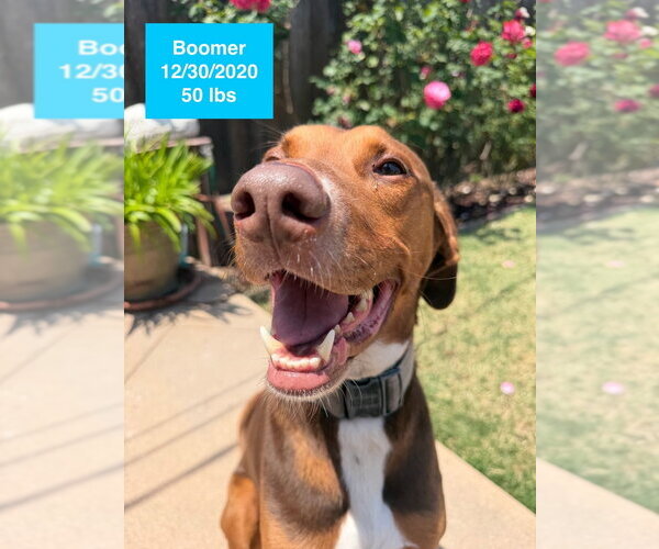 Medium Photo #6 Doberman Pinscher-Rhodesian Ridgeback Mix Puppy For Sale in West Hollywood, CA, USA